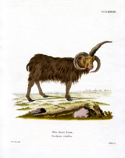 Jacob Sheep (kolorowy grawerunek) autorstwa German School
