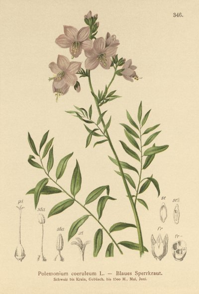 Drabina Jacobsa (Polemonium coeruleum, Polemonium blue) autorstwa German School