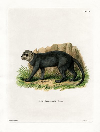 Jaguarundi (kolorowy grawerunek) autorstwa German School