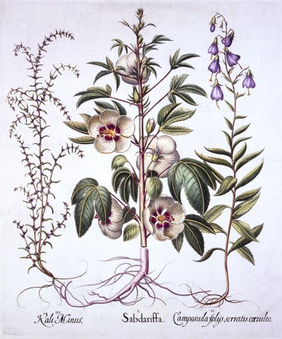 Jamaica Sorrel, Bellflower and Kickly Saltwort, z Hortus Eystettensis, Basil Besler (1561-1629), wyd. 1613 (grawerowanie ręcznie kolorowane) autorstwa German School