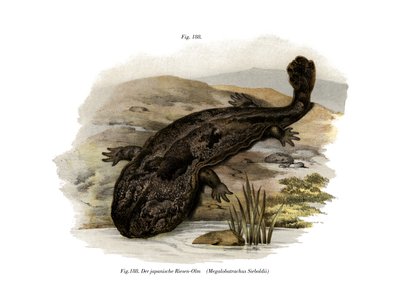 Salamandra japońska olbrzymia (kolor lito) autorstwa German School
