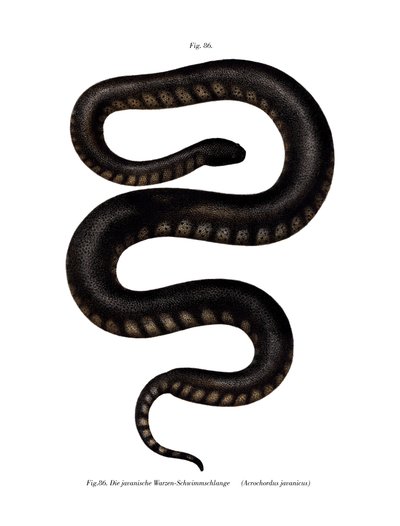 Javan File Snake (kolor lito) autorstwa German School