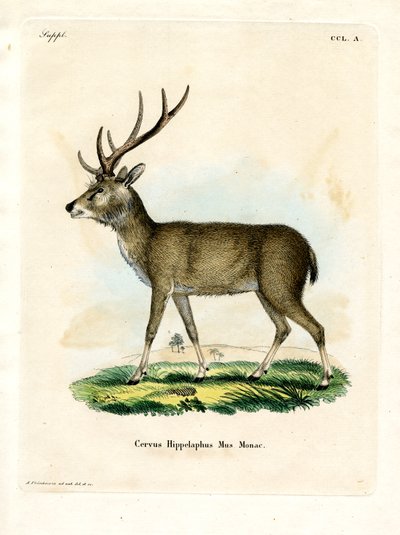 Javan Rusa (kolorowy grawerunek) autorstwa German School