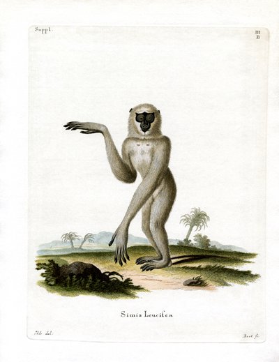 Javan Silvery Gibbon (kolorowy grawerunek) autorstwa German School