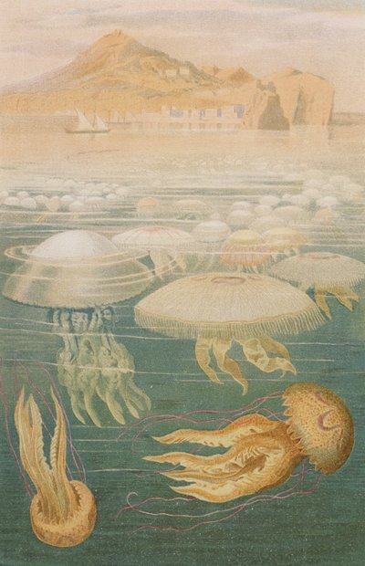 Meduza, płyta z Brehm