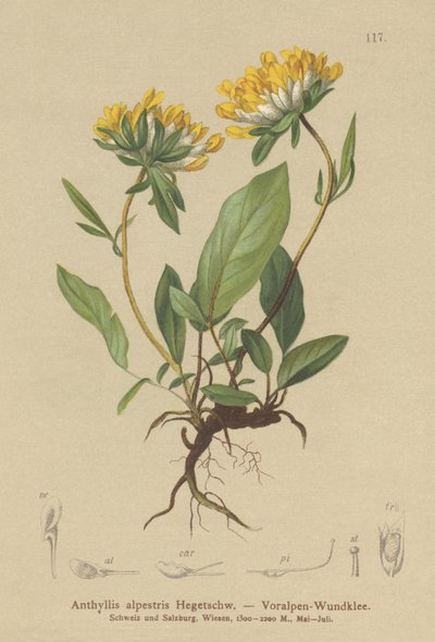 Wyka nerkowa (Anthyllis alpestris, Anthyllis vulneraria var. alpestris) autorstwa German School