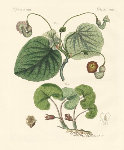 Rodzaje roślin Aristolochia (kolorowe grawerowanie) autorstwa German School