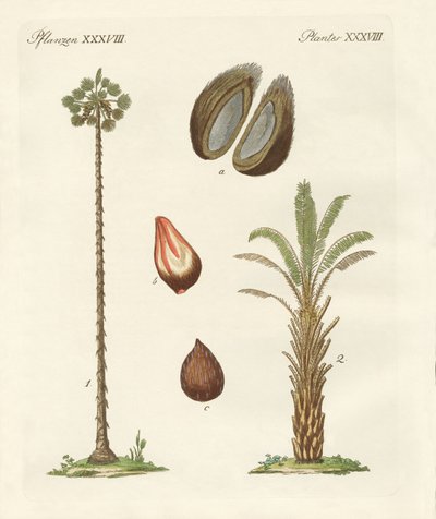Rodzaje palm autorstwa German School