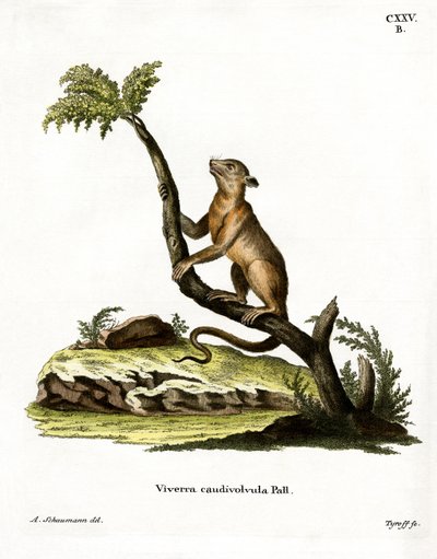 Kinkajou (kolorowy grawer) autorstwa German School