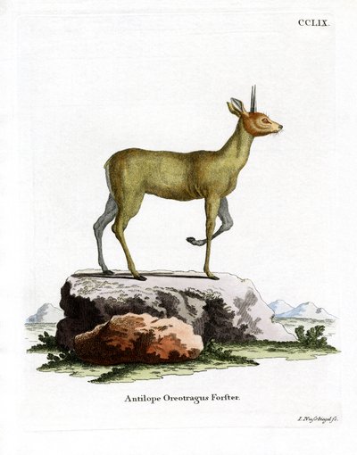 Klipspringer (kolorowy grawer) autorstwa German School