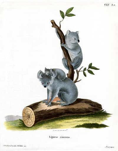 Koala (kolorowy grawer) autorstwa German School
