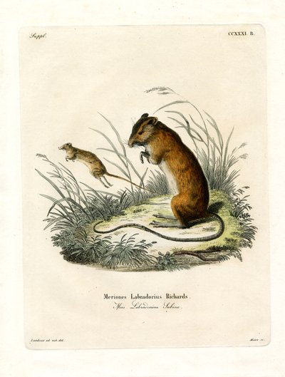 Labrador Jumping Mouse (kolorowy grawerunek) autorstwa German School