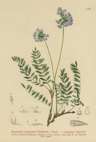 Wyka lapońska (Oxytropis Lapponica) autorstwa German School
