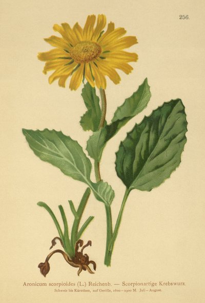 Zmora lampartów wielkokwiatowych (Aronicum scorpioides, Doronicum grandiflorum) autorstwa German School