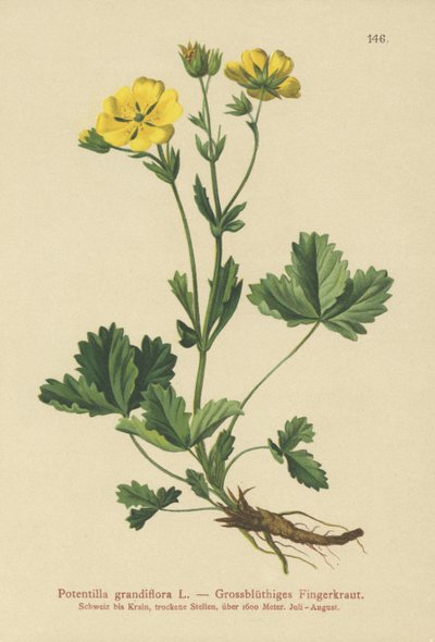 Potentilla wielkokwiatowa (Potentilla grandiflora) autorstwa German School