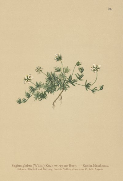 Perłówka trawnikowa (Sagina glabra, Sagina repens) autorstwa German School