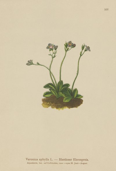 Speedwell bezlistny (Veronica aphylla) autorstwa German School