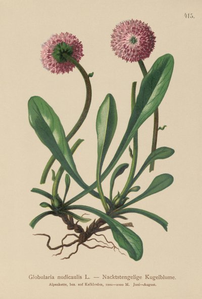 Globularia bezlistna (Globularia nudicaulis) autorstwa German School