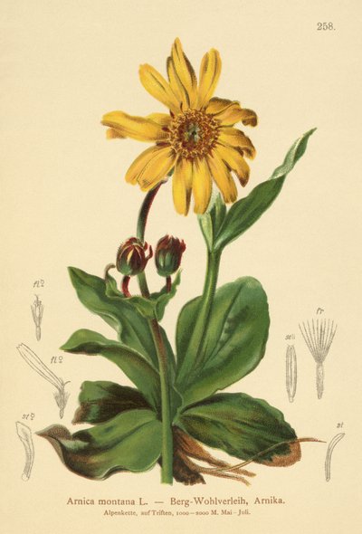 Lamparty zmora (Arnica montana) autorstwa German School