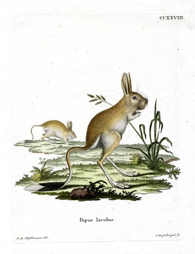 Jerboa małoegipski (kolorowy grawerunek) autorstwa German School