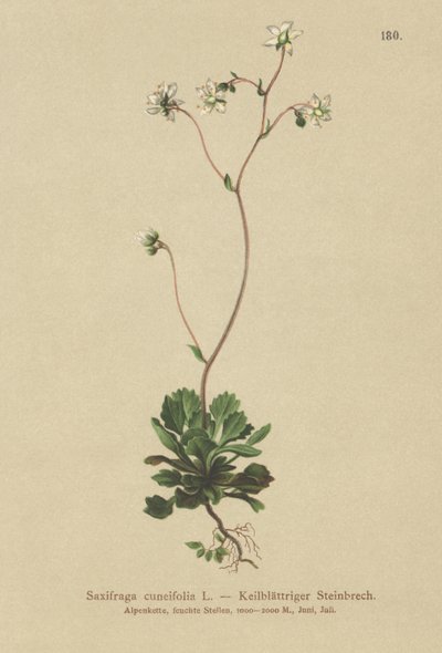 Mała londyńska duma (Saxifraga cuneifolia) autorstwa German School