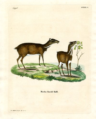 Lesser Mouse Deer (kolorowy grawerunek) autorstwa German School