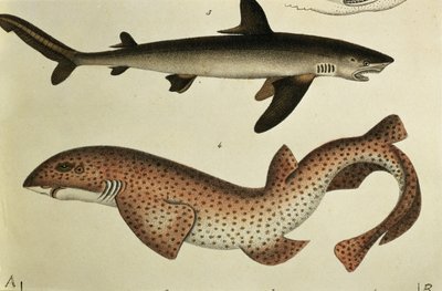 Rekin plamisty, pl. 93 z „Historii naturalnej i ilustracji ryb” autorstwa H.R. Schinza, 1836 autorstwa German School
