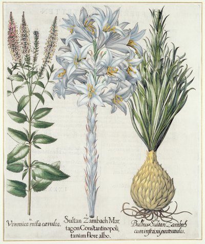 Lilia: 1.Sultan Zambach Martagon Konstantynopola biały kwiat 2.Veronica recta carnlea 3.Bulbus Sultan Zambach cuminfeunipartecaulis, od Hortus Eystettensis przez Basila Beslera (1561-1629), wyd. 1613 autorstwa German School