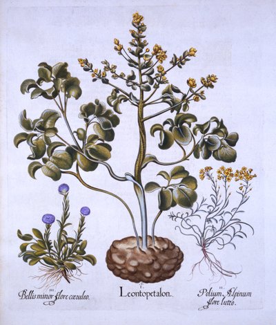 Liść Lwa i Kwiaty Alpejskie, z Hortus Eystettensis, Basil Besler (1561-1629), wyd. 1613 (grawerowanie ręcznie kolorowane) autorstwa German School