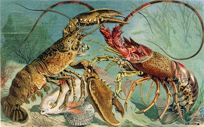 Lobster and Spiny Lobster, płyta z Brehms Tierleben: Allgemeine Kunde des Tierreichs, vol.10, s.44, wydana przez Bibliographic Institute, 1893 autorstwa German School