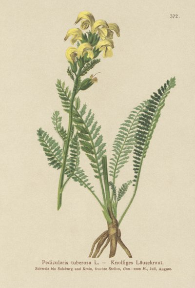 Przylaszczka pospolita (Pedicularis tuberosa) autorstwa German School