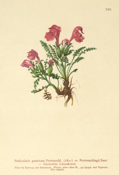 Wszysznica (Pedicularis geminata, Pedicularis Portenschlagii, Pedicularis pumila) autorstwa German School
