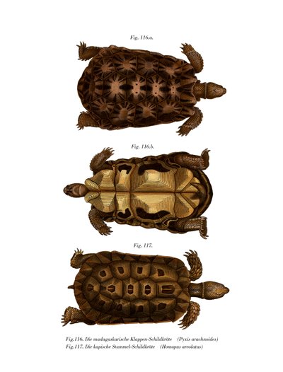 Madagascan Spider Tortoise (kolor lito) autorstwa German School