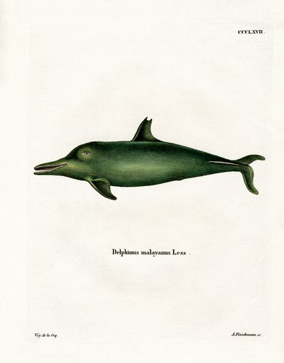 Delfin malajski (kolorowy grawerunek) autorstwa German School