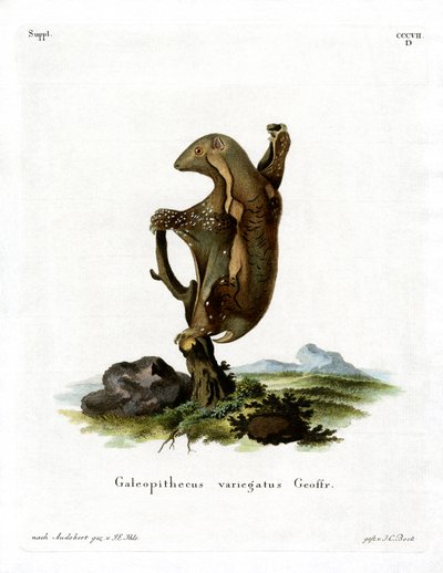Latający lemur malajski (kolorowy grawerunek) autorstwa German School