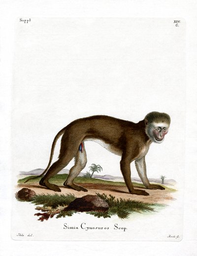 Malbrouck Monkey (kolorowy grawerunek) autorstwa German School