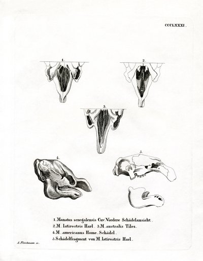 Manate Skulls (kolorowy grawerunek) autorstwa German School