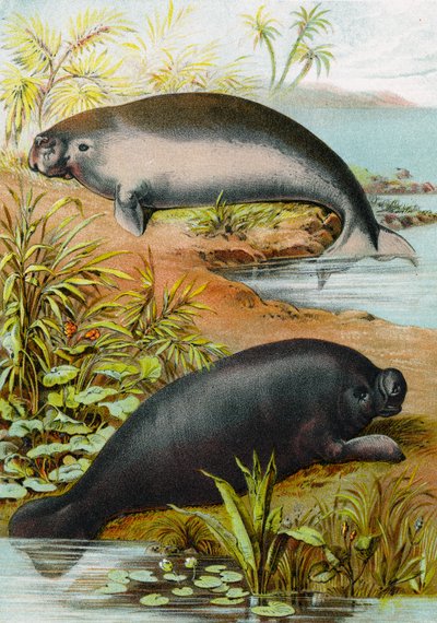 Manat i Dugong, ok.1880 autorstwa German School
