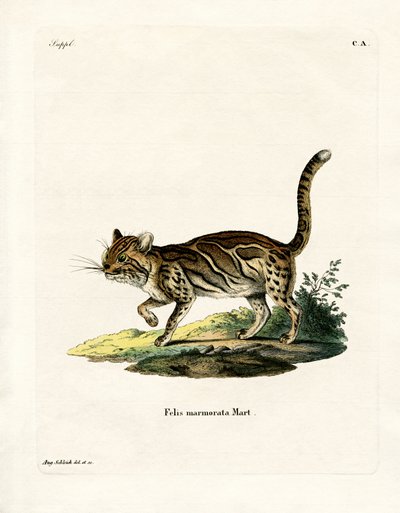 Marbled Cat (kolorowy grawerunek) autorstwa German School