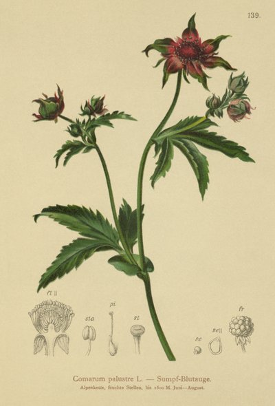 Ciemiernik błotny (Comarum palustre, Potentilla palustris) autorstwa German School