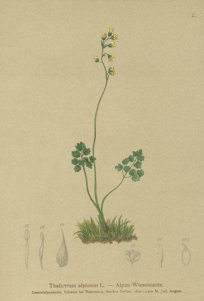 Ruta łąkowa (Thalictrum alpinum) autorstwa German School