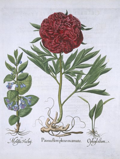 Melissa, Paeony i Odontoglossum, z Hortus Eystettensis, Basil Besler (1561-1629) wyd. 1613 (ręcznie kolorowane grawerowanie) autorstwa German School