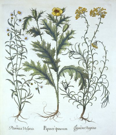 Mexican Poppy, Seaside Strawflower i Sneezewort, z Hortus Eystettensis, wyd. Basil Besler (1561-1629). 1613 (grawerowanie ręcznie kolorowane) autorstwa German School