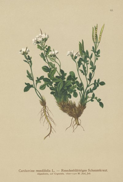 Rzeżucha gorzka gorzka (Cardamine resedifolia, Arabis bellidioides, Cardamine heterophylla) autorstwa German School