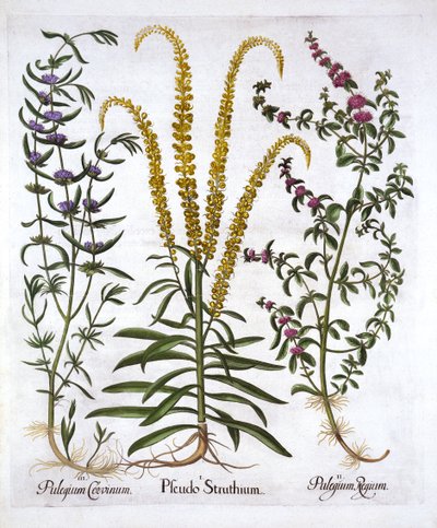 Mignonette, Pennyroyal and Marsh Mint, z Hortus Eystettensis, Basil Besler (1561-1629), wyd. 1613 (grawerowanie ręcznie kolorowane) autorstwa German School