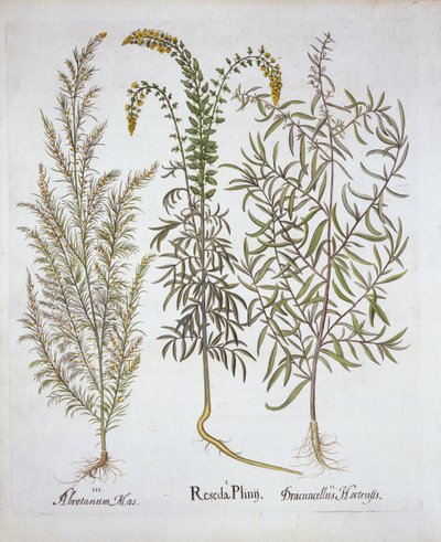 Mignonette, Southernwood i Estragon, z Hortus Eystettensis, Basil Besler (1561-1629), wyd. 1613 (grawerowanie ręcznie kolorowane) autorstwa German School