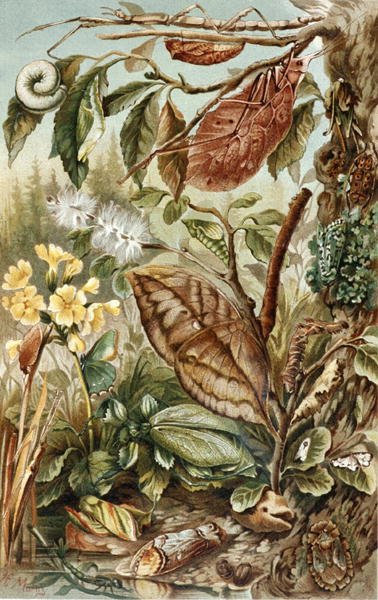 Mimikra owadów, płyta z "Brehms Tierleben: Allgemeine Kunde des Tierreichs", vol.9, s.10, wyd. Bibliographisches Institut autorstwa German School