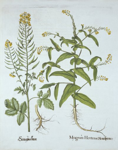 Rzeżucha Mitre i Gorczyca Biała, z Hortus Eystettensis, Basil Besler (1561-1629), wyd. 1613 (grawerowanie ręcznie kolorowane) autorstwa German School