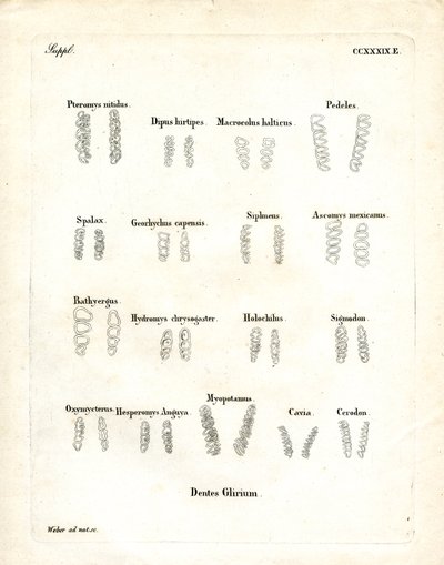 Trzonowce (kolorowe grawerowanie) autorstwa German School