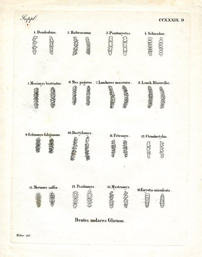 Trzonowce (kolorowe grawerowanie) autorstwa German School